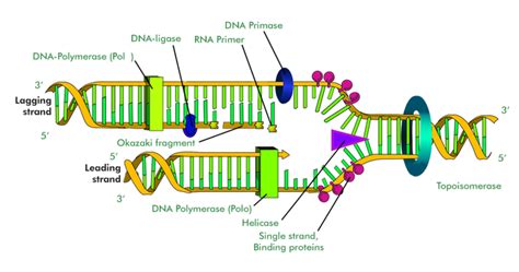 prnheb|L08 DNA replication .